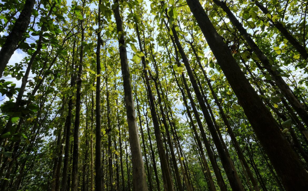 Teak tree forest for wood industry