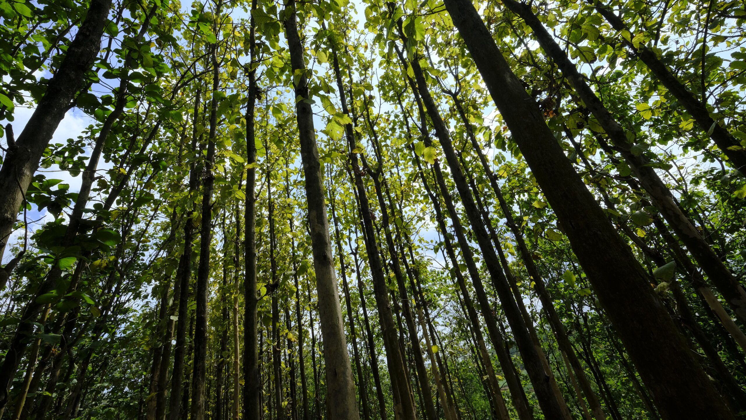 Teak tree forest for wood industry