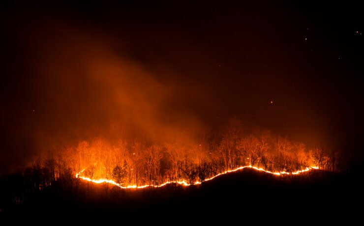 Forest fire burning trees at night.