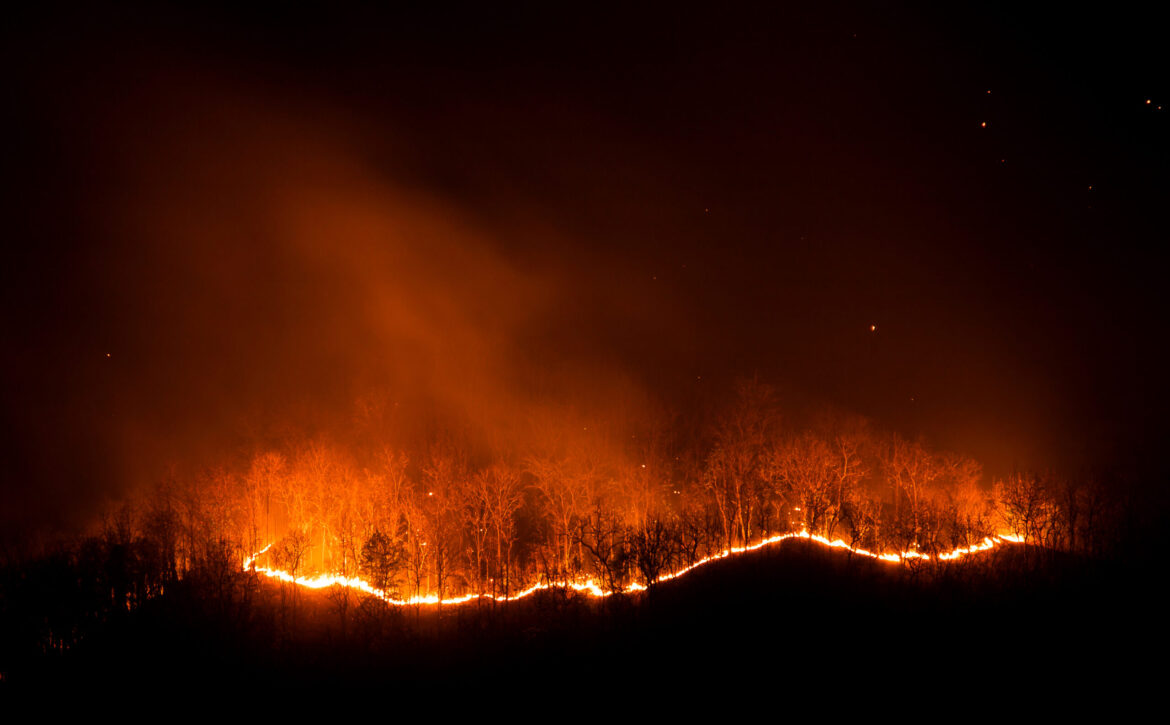 Forest fire burning trees at night.